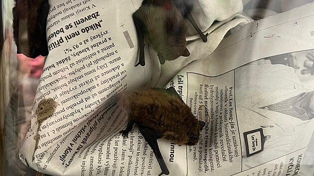 Jeden z netop�r� zachr�n�n�ch na z�mku. Kolonie se tam pokusila p�ezimovat ve dvojit�m okn�, co� mohlo skon�it fat�ln�.