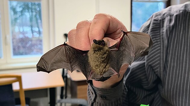 Jeden z netop�r� zachr�n�n�ch na z�mku. Kolonie se tam pokusila p�ezimovat ve dvojit�m okn�, co� mohlo skon�it fat�ln�.