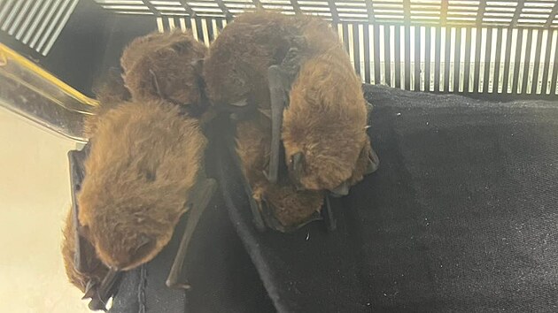 Jeden z netop�r� zachr�n�n�ch na z�mku. Kolonie se tam pokusila p�ezimovat ve dvojit�m okn�, co� mohlo skon�it fat�ln�.