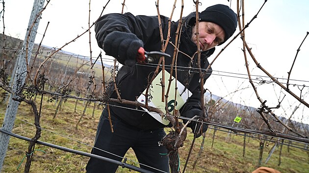 M�stem presti�n�ho Mistrovstv� �esk� republiky v �ezu r�vy vinn� � Memori�lu Jana Hajdy se v leto�n�m 21. ro�n�ku staly vinice ve Slov�ck� vina�sk� podoblasti v obci Skalka na Kyjovsku. Sout� p�il�kala 71 nejlep��ch �eza�� z cel� republiky. Na sn�mku majitel rodinn�ho vina�stv� v Blatnici pod svat�m Anton�nkem Ji�� T�thal. (�nor 2026)