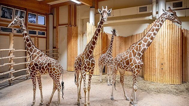 �irafy s�ovan� v dvorsk�m �irafinci (z��� 2023)