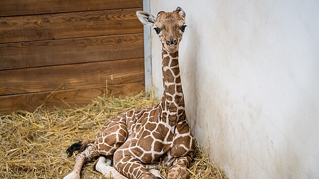 Mal�mu samci �irafy s�ovan� ��kaj� chovatel� zat�m Lenny. (2. �nora 2026)