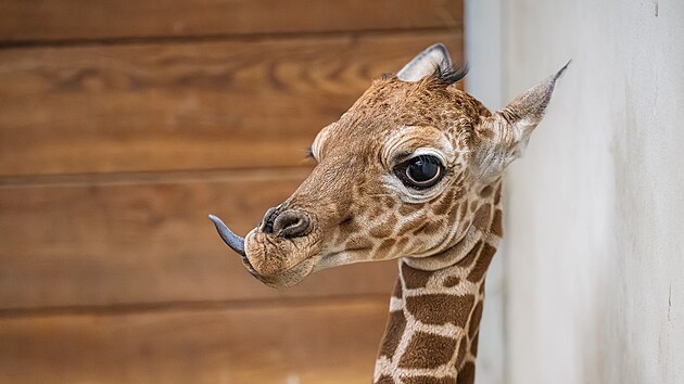 Mal�mu samci �irafy s�ovan� ��kaj� chovatel� zat�m Lenny. (2. �nora 2026)