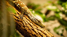 Ostravská zoo odchovává dalš�­ dvÄ� mláÄ�ata vzácn�©ho varana papuánsk�©ho