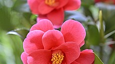 Velký sklen�­k v KvÄ�tn�© zahradÄ� v KromÄ�ř�­ži po roce znovu zdob�­ rozkvetl�© kam�©lie