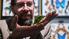 Muzeum v BrnÄ� představuje bizarn�­ hmyz, vÄ�etnÄ� živých exemplářů