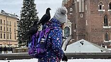 Krakov se potýká s p�emno�ením holub�. (15. ledna 2024)