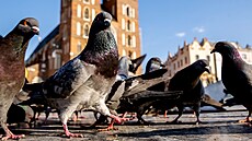 Krakov se potýká s p�emno�ením holub�. (28. b�ezna 2025)