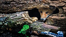 ilustra�ní snímek