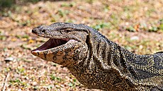 Vlna zájmu na sociálních sítích, podporovaná mlad�í generací Thajc� i...