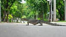 Ne v�ichni varani v Bangkoku jsou ob�ími draky. V�t�ina z nich je jen takovými...