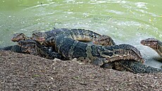 Neexistuje �ádné oficiální s�ítání, ale nekonkrétní odhady hovo�í o tisících...