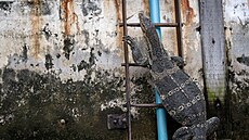 Varani se po m�st� voln� pohybují b�hem dne, zejména kdy� pr�í. Mimo vodu se...