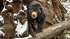 Zimní spánek? Ten je mu cizí. Medv�d malajský pochází z trop�, a tak pravé...