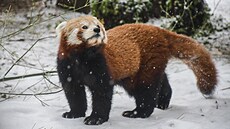 Kone�n� je tu její sezona. Zatímco v letních vedrech panda �ervená spí�e...