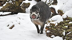 Zimní pr�zkum v Jihlav�. I exoti�t�j�í druhy kopytník� se musí s mrazivou...