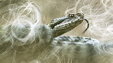 Majestátní tvá� p�írody nabízí snímek Lorenza Shoubridge. Jako Paní lesa na n�m...