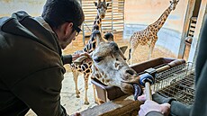 �irafa Johanka absolvuje veterinární trénink. (4. února 2026)