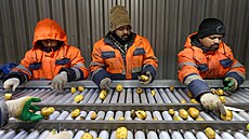 D�lníci z Indie t�ídí brambory na farm� v Moskevské oblasti. (20. ledna 2026)