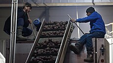 D�lníci z Indie t�ídí brambory na farm� v Moskevské oblasti. (20. ledna 2026)