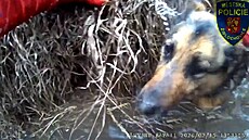 Strá�níci vytáhli z ledové vody psa i jeho zachránce