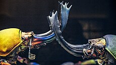 �ivé i ne�ivé exemplá�e nechávají nahlédnout do podivuhodné zví�ecí �í�e na...