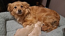 P�vodní majitel nechal fenku s �erstv� narozenými �t��aty u lesa napospas...