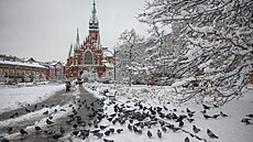 Krakov nasadí holub�m antikoncepci, potýká se toti� s jejich p�emo�ením. Polské...