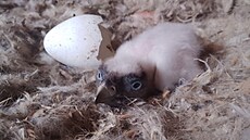 Mlád� orlosupa uhynulo devátý den po vylíhnutí. (17. února 2026)