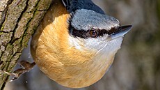 Brhlík lesní je jedním z pom�rn� �asto pozorovaných lesních �plhavc�.