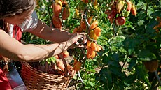 Prima TV, Zahradnice po ruce, Lenka Eywa, sob�sta�nost, p�stování, jídlo