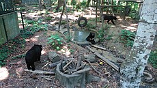 Záchranná stanice pro medv�dy, kde kon�í zví�ata, která ú�ady objeví u místních...