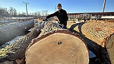 Aukce cenného d�íví v Chropyni vynesla více ne� 40 milion� korun. (18. února...