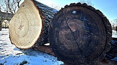 Aukce cenného d�íví v Chropyni vynesla více ne� 40 milion� korun. (18. února...