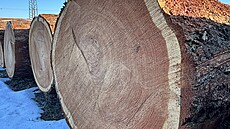 Aukce cenného d�íví v Chropyni vynesla více ne� 40 milion� korun. (18. února...