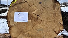 Aukce cenného d�íví v Chropyni vynesla více ne� 40 milion� korun. (18. února...