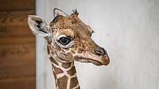 Malému samci �irafy sí�ované �íkají chovatelé zatím Lenny. (2. února 2026)