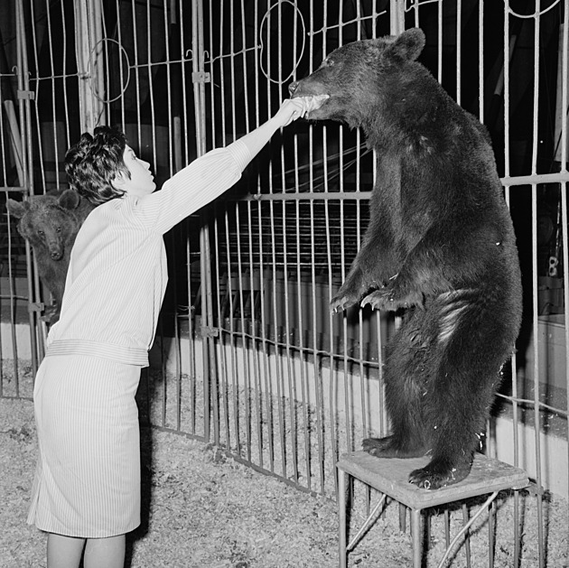 Ruku jí žvýkal medvěd, on zuřivě mačkal spoušť. Fotka jim otevřela cestu ke slávě