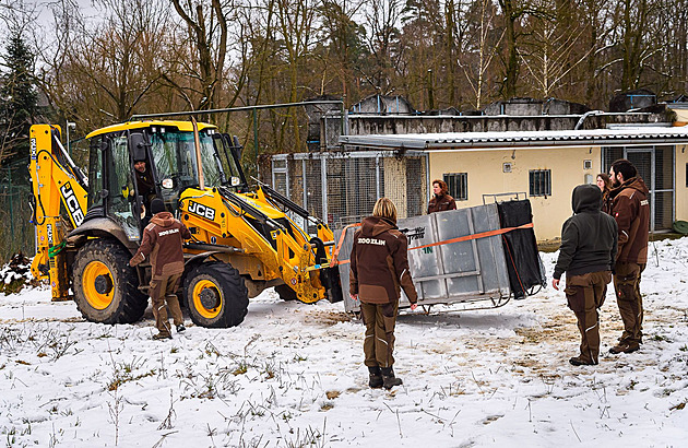 Tygr Ozzy ze zlínské zoo zamířil do Portugalska, stěhování proběhlo hladce