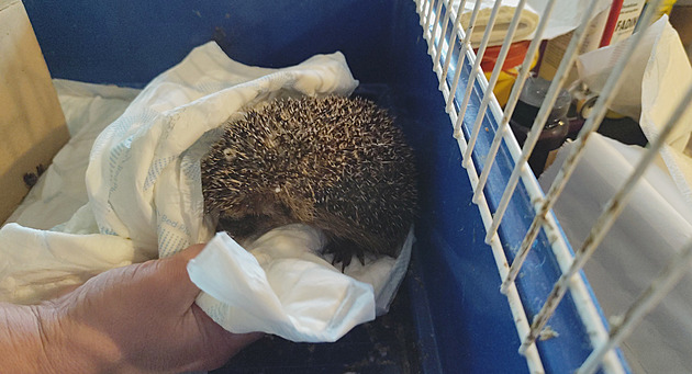 Zvířata nestačí jen zachránit. Stanice pomáhá i s jejich návratem do přírody