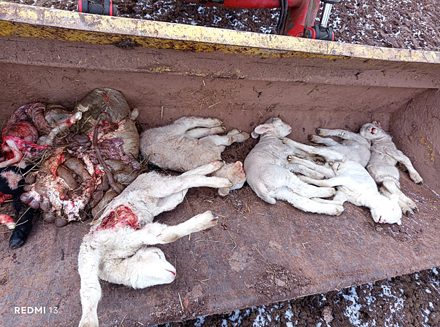 Na Broumovsku žije rekordních až 27 vlků, ukazuje letošní sčítání