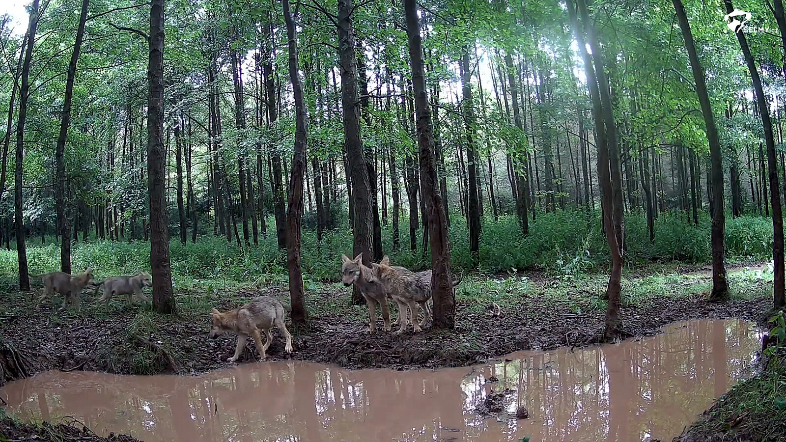 Na Broumovsku žije rekordních až 27 vlků, ukazuje letošní sčítání
