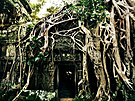 Ko�eny ob�ích strom� pror�stají zdmi chrámu Ta Prohm a vytvá�ejí dramatickou...