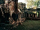 Ko�eny ob�ích strom� pror�stají zdmi chrámu Ta Prohm a vytvá�ejí dramatickou...