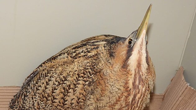 Del�� zima a sn�h vede k n�r�stu pacient� v z�chrann� stanici. Mezi n� pat�� buka� velk� nebo kavka obecn� se zlomeninou pa�n� kosti.