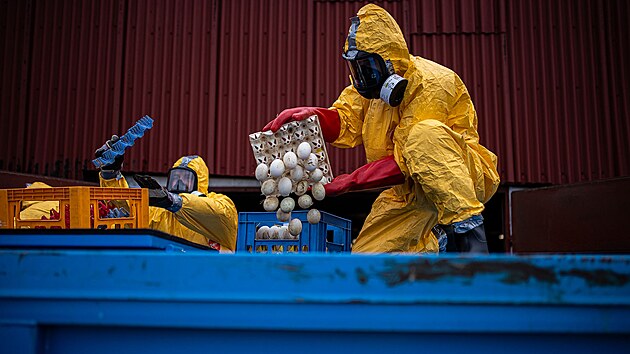 Kv�li pta�� ch�ipce hasi�i likvidovali 6800 kachen v chovu v obci Kosi�ky � T�esice na Kr�lov�hradecku. (13. �nora 2026)