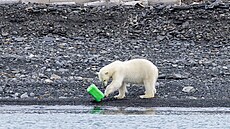 Osam�lý lední medv�d zkoumá plastový kontejner, který vyplavil p�íboj na...
