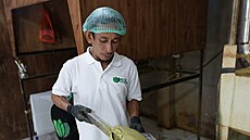 Výroba kratomu za�íná sb�rem list� v Indonésii, které se usu�í a poté podrtí na...