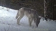U Záb�ehu na �umpersku se pohybuje a loví vlk, mimo jiné ho zachytila fotopast.