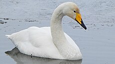 Od labut� velké, která se v tuzemsku vyskytuje b�n�, se labu� zp�vná pozná...